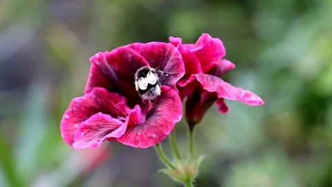 Bee on flower Stock Footage 78484221