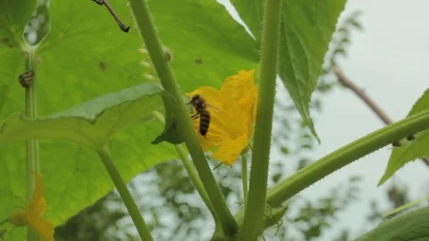 Bee on the flower. Stock-Footage 78728364