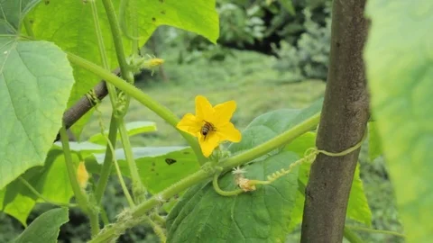 Bee on the flower. Stock Footage 78729510