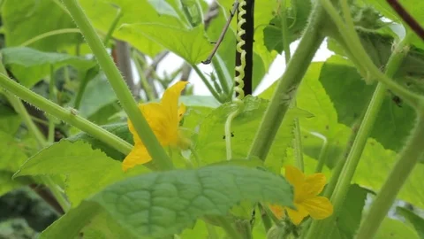 Bee on the flower. Stock Footage 78729699
