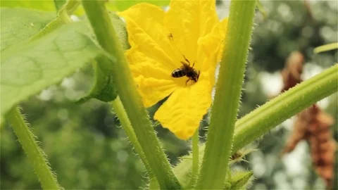 Bee on the flower. 스톡 동영상 78729878