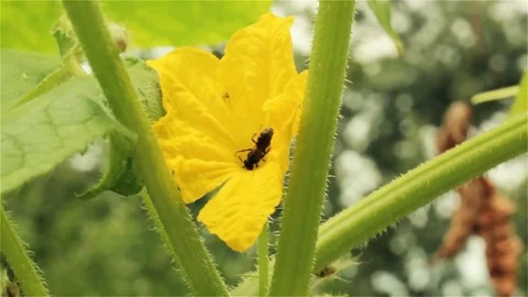 Bee on the flower. 스톡 동영상 78729887