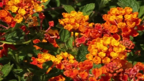 Bee on Flower Stock Footage 79230422