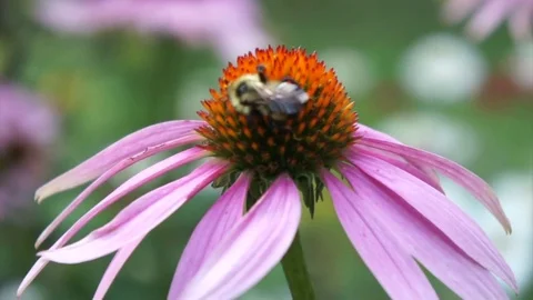 Bee on Flower Video stock 79943580