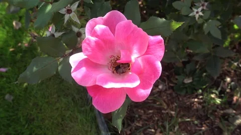 Bee in flower Stock Footage 81320357