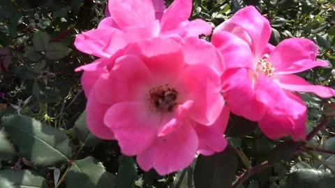 Bee in flower Stock Footage 81322139