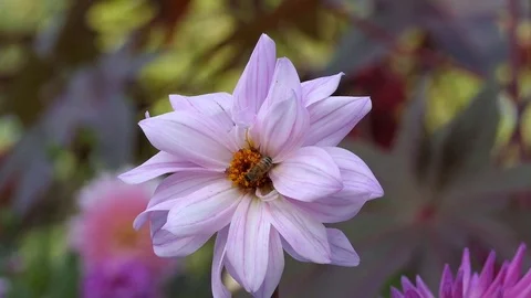 Bee on a flower. Stock Footage 84767730