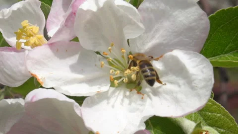 Bee on the flower Stock Footage 86814625