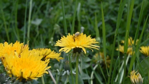 Bee on the flower Stock Footage 88356102