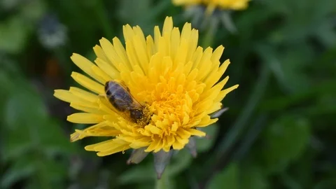 Bee on the flower Stock Footage 88356200
