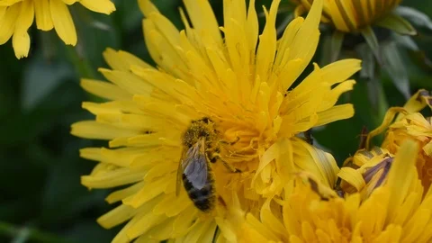 Bee on the flower Stock Footage 88356489