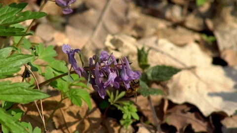 Bee on the flower Stock Footage 88556220