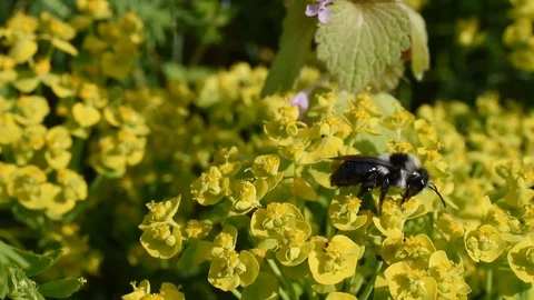 Bee on the flower Stock Footage 88925507