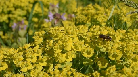 Bee on the flower Video stock 88925883