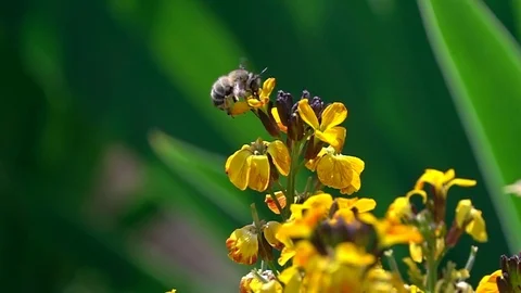Bee on a flower Stock Footage 88986103