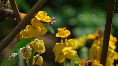 Bee on a flower Видео 88986145