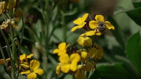 Bee on a flower Stock-Footage 88986166