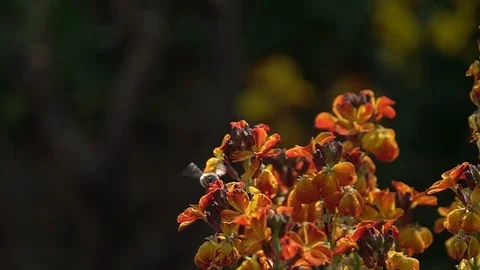 Bee on a flower Stock Footage 88986261