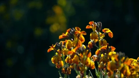 Bee on a flower Видео 89518570
