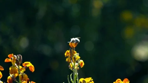 Bee on a flower Stock Footage 89518603