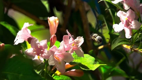 Bee on a flower Stock-Footage 89518731