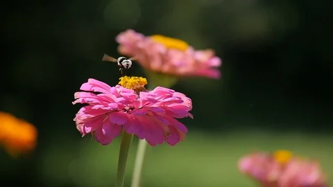 Bee On Flower Stock Footage 89878399