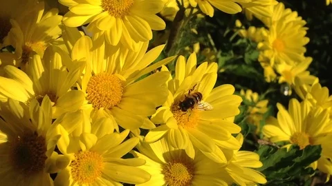 Bee on the flower Stock Footage 91375839
