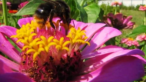Bee on the flower Stock Footage 92743850