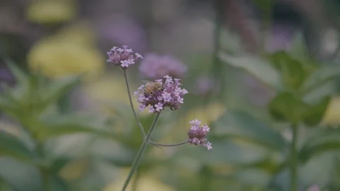 Bee Flower  Stock Footage 98103811