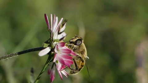 Bee on a flower Stock Footage 101945774