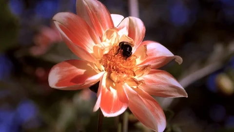 A bee in a flower 動画素材 102062537