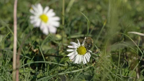 A bee on a flower Stock Footage 102884949