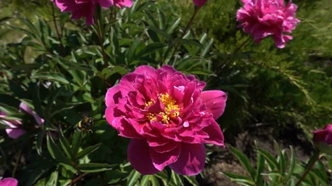 Bee on flower Stock Footage 104477345