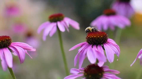 Bee on flower Stock Footage 106835661