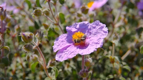 Bee on Flower Stock-Footage 106843766