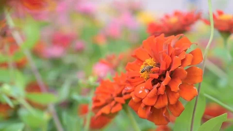 Bee on flower Stock Footage 106924737