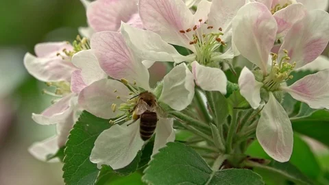 Bee on a flower Stock Footage 107772035