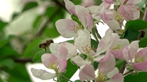 Bee on a flower Stock Footage 107772043