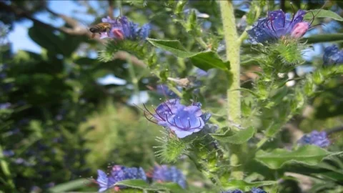 Bee on the flower Stock Footage 112105674