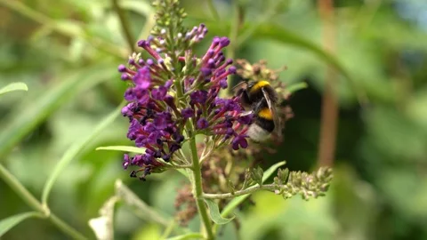 Bee on the flower Video stock 113999980