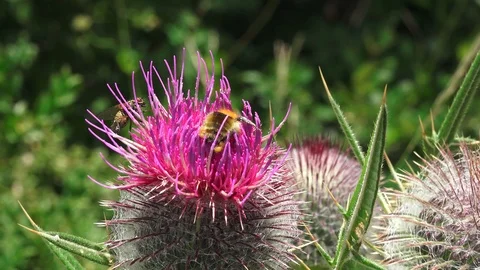A bee on a flower Stock Footage 115516620