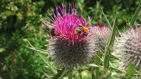 A bee on a flower Stock Footage 115516621