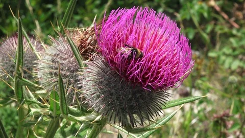 A bee on a flower Stock Footage 115516622