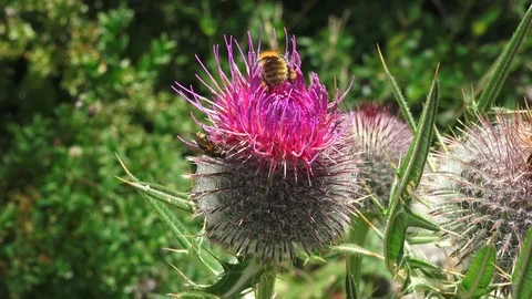 A bee on a flower Stock Footage 115516624