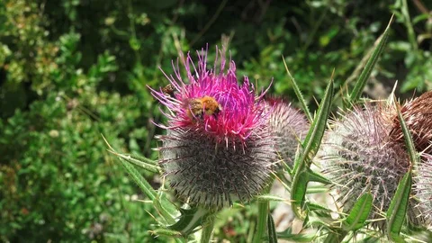 A bee on a flower Stock Footage 115516626