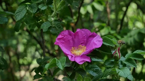 Bee on a flower. Stock Footage 116660042