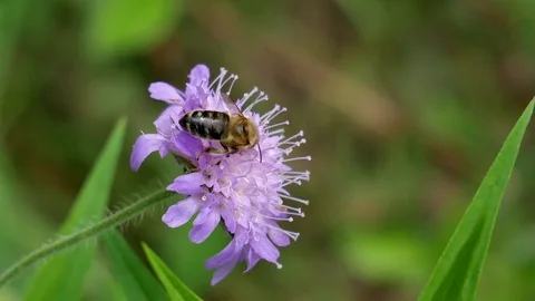 Bee on a flower Video stock 117333935