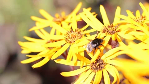 Bee on a flower Stock Footage 119957080