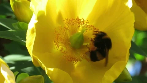 Bee In The Flower  Stock Footage 120426481