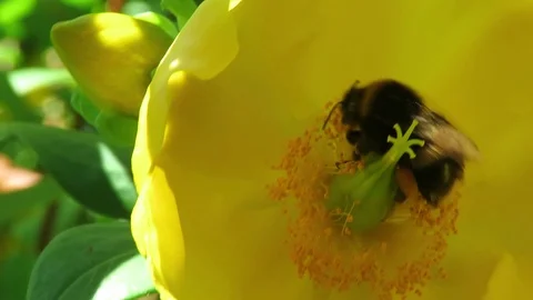 Bee In The Flower  Stock Footage 120426566